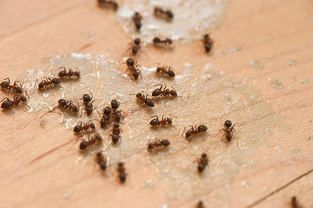 Best Termite Control Services  in Almedia, PA