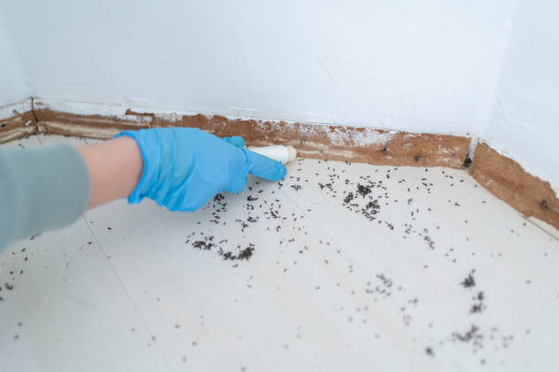Best Flea Control Services  in Almedia, PA